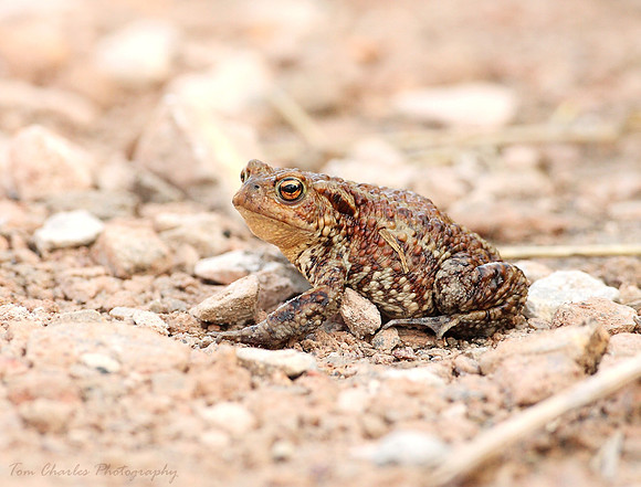 Common Toad