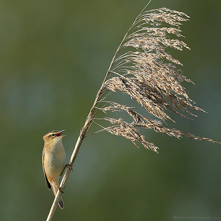 Sedge Warbler