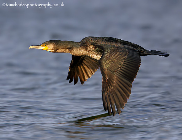 Cormorant