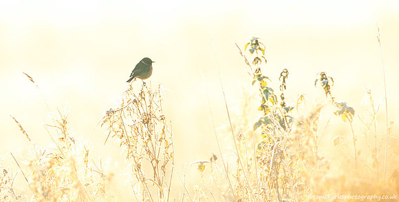 Chilled Chat