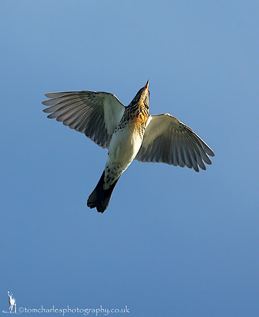 Fieldfare