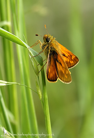 Large Skipper Butterfly