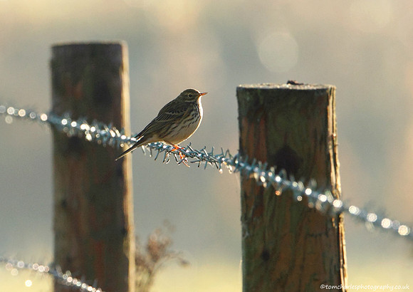 Meadow Pipit