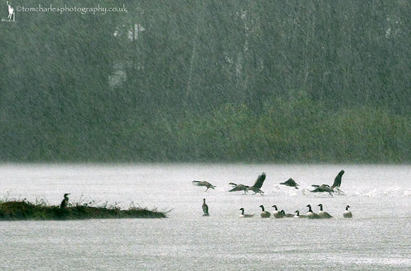 Gone With The Rain