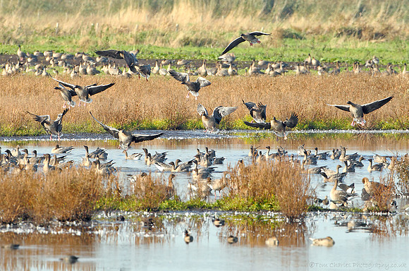 Pink-Footed Geese