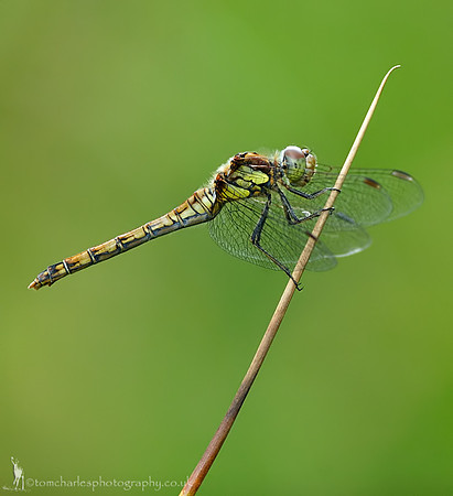 Common Darter - female