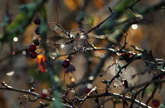 Natures Natural Winter Sparkle