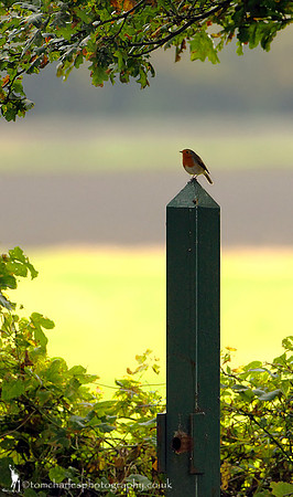 Keeper of the Gate