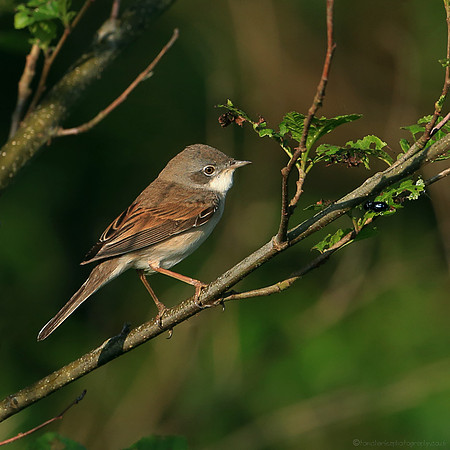 Common Whitethroat - male