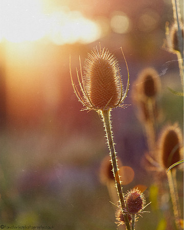 A Little Bit of Autumn - 2