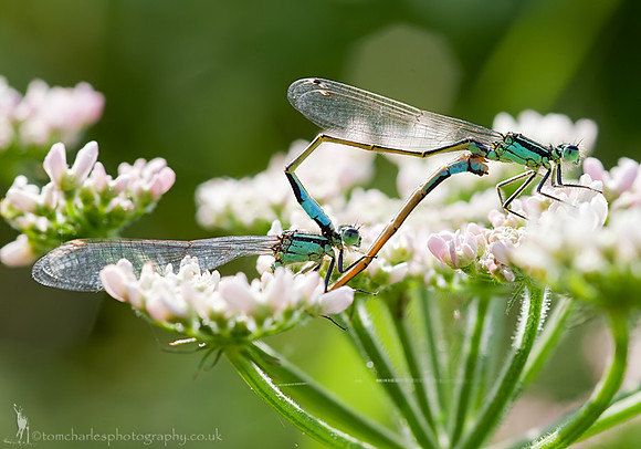 'Bed of Damsels and Petals'