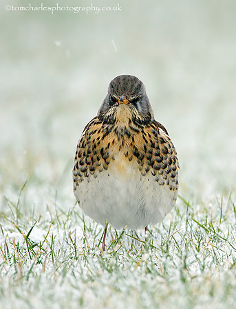 Fieldfare