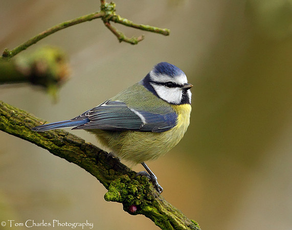 Blue Tit