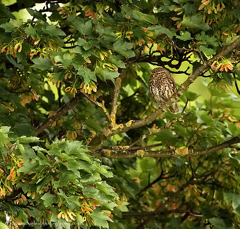 'Lost In Leaf'
