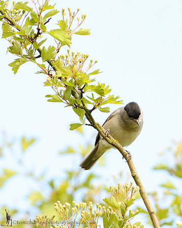 Blackcap - Male