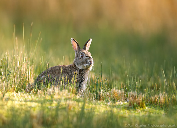 Rabbit
