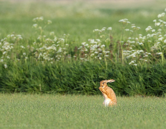 Hare Pray