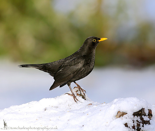 Blackbird - male