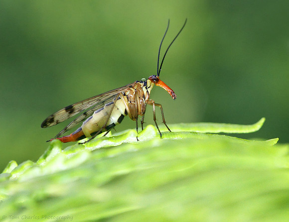 Scorpion Fly