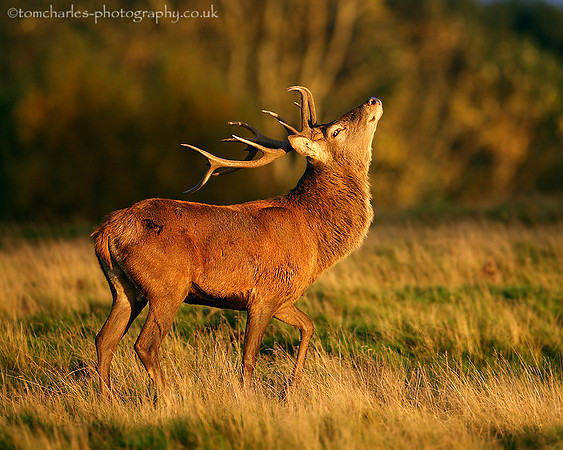 Rut Your Stuff