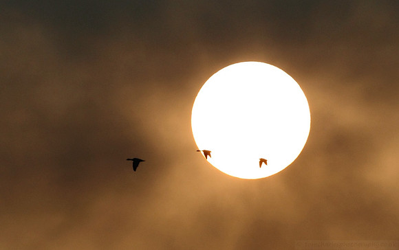 Thick Plumes; Pink Feet