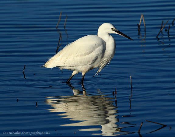 Little Egret