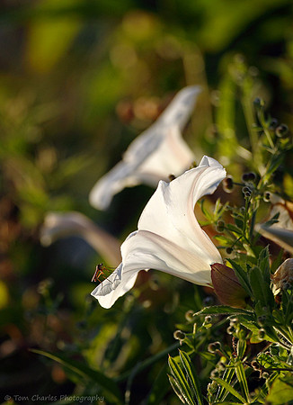 Empid and Bindweed