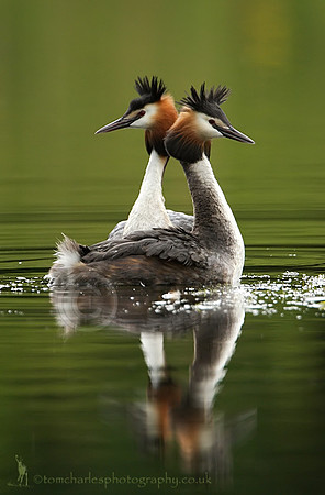 'Romance and Ripples'