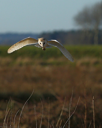 Patience of an Owl - 2