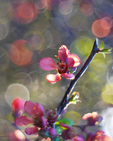 Spring Blossom