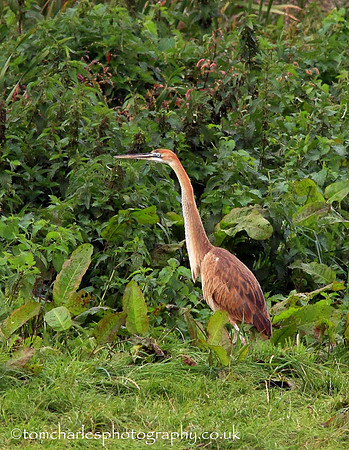 Purple Heron - Juvenile