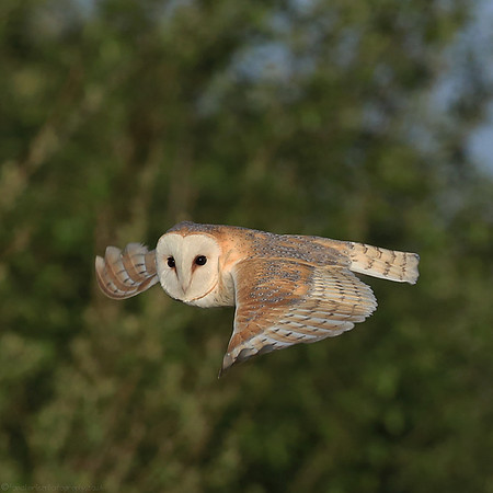 Barn Owl