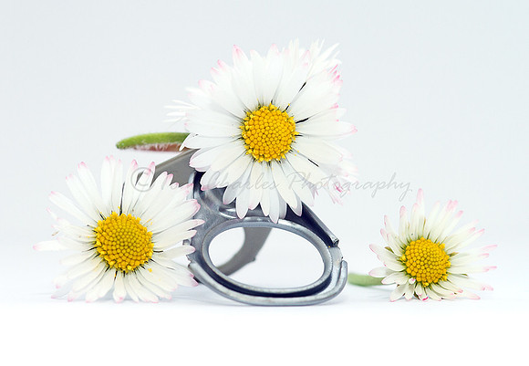 Ring-Pull and Daisy