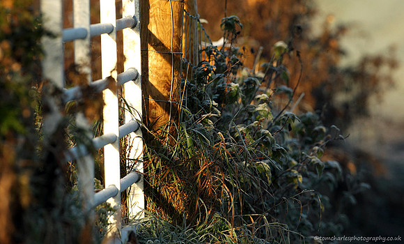 Frosted Shadows
