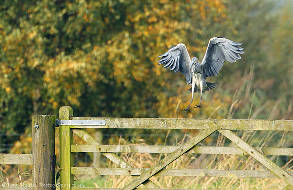 Grey Heron