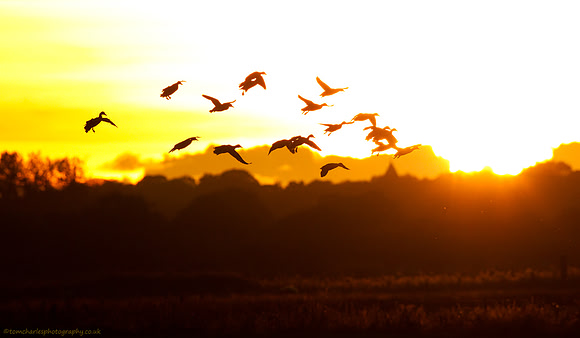 Ducks At Dusk