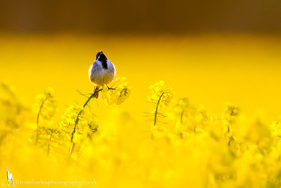 Yellow Melody