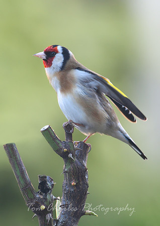 Goldfinch