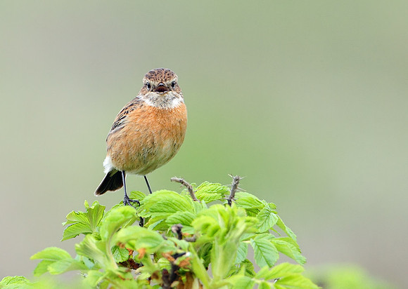 Stonechat - female