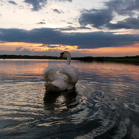 Swans, Sky & Sunset