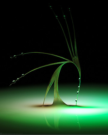 Feather Verde