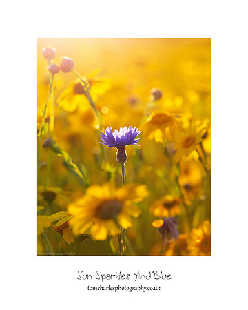 Sun Sparkles & Blue