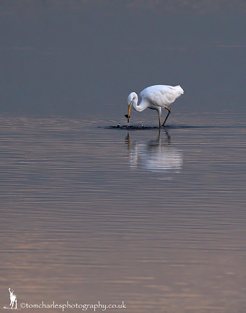 Great White Egret