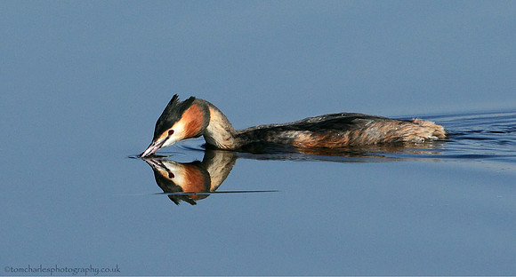 Great Crested Grebe