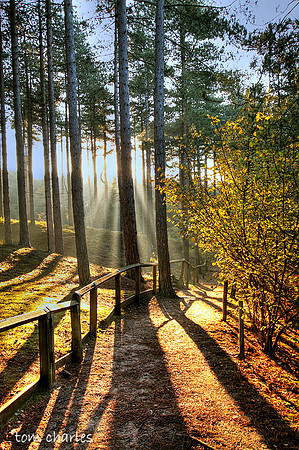 Autumn Light