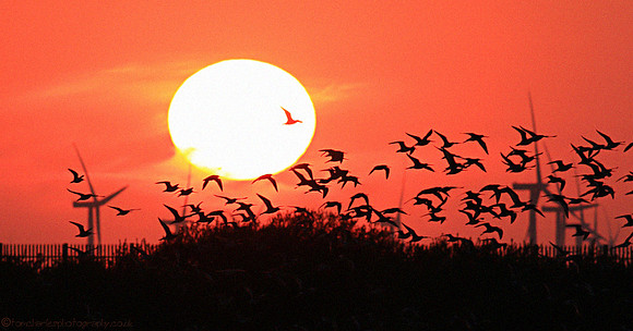 Godwit Dusk