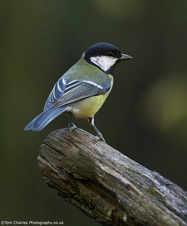 Great Tit
