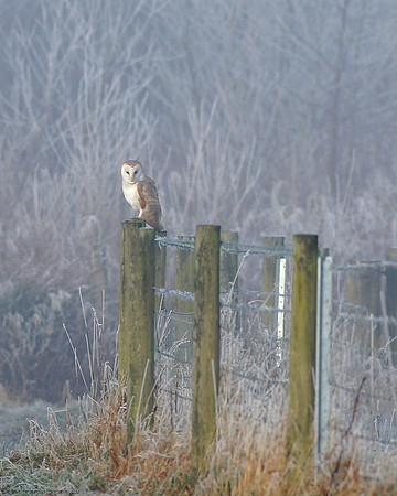 Patience of an Owl
