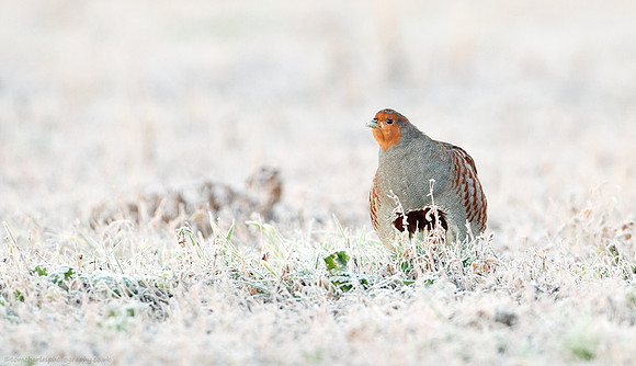 First Light Partridge