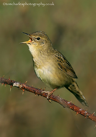 Grasshopper Warbler